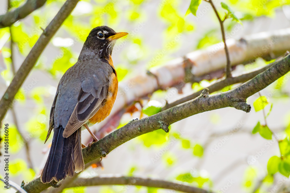 Red robin returns in springtime canada Red robin returns in springtime canada