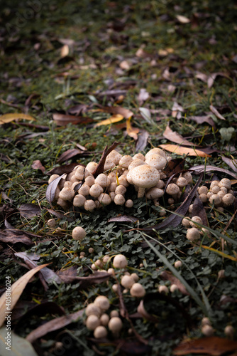 Little toadstool mushrooms in the grass in the forest