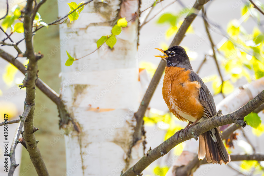 Red robin returns in springtime canada Red robin returns in springtime canada