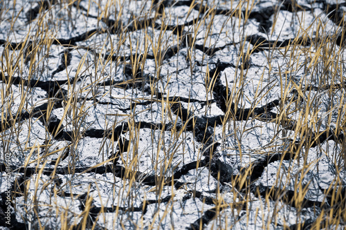 Cultivation without water Causing the seedlings to die