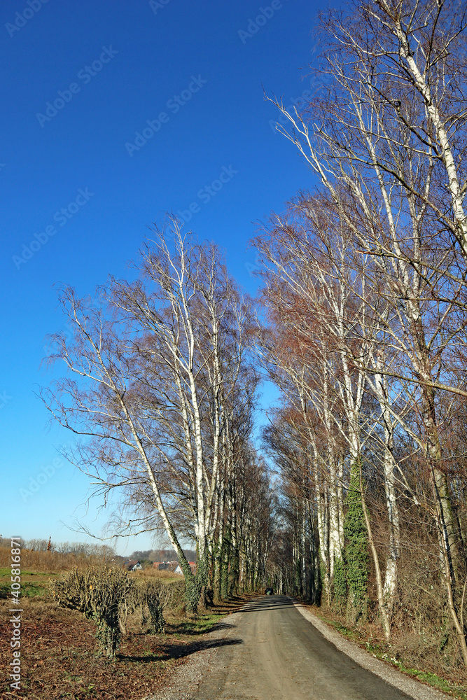 Obraz premium Auf der Birkenallee