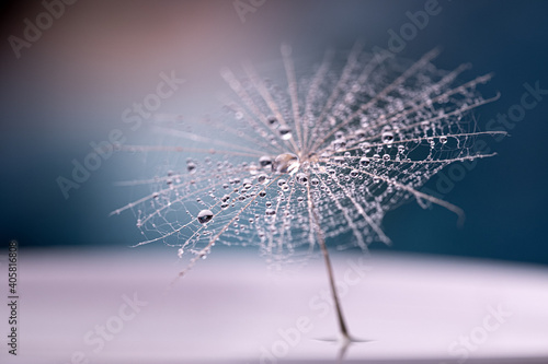 dew drops on a dandelion seed