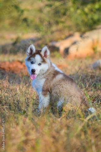 Fototapeta Naklejka Na Ścianę i Meble -  Siberian Husky Puppy