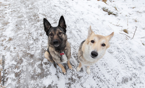 Dogs in winter field looking at camera