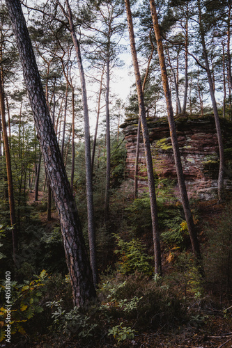 Hike in the Palatinate Forest during autumn