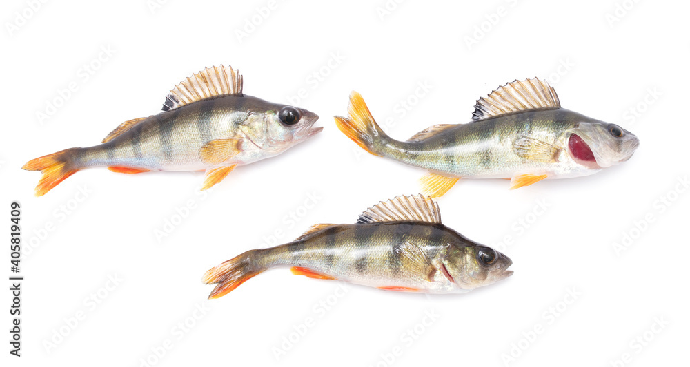 Three fish perch isolated on white Three fish perch isolated on white