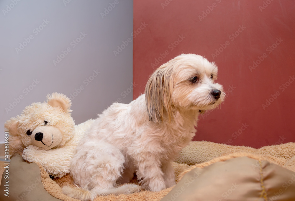 Bichon dog watching while sitting on his bed Bichon dog watching while sitting on his bed