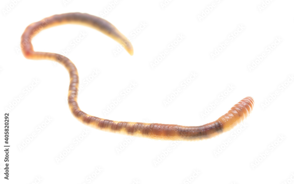 Fototapeta premium Earthworm on a white background.