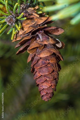 Growth of baby pinecone on pine tree in the springtime