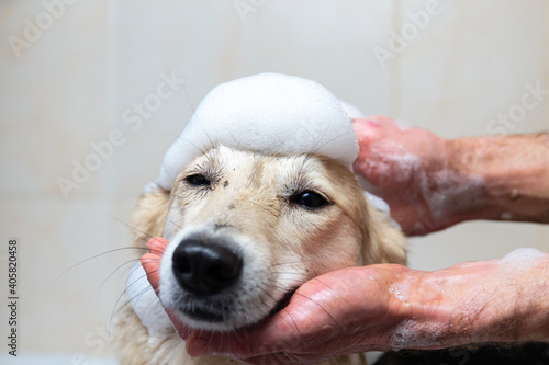 A dog taking a shower with soap and water photo