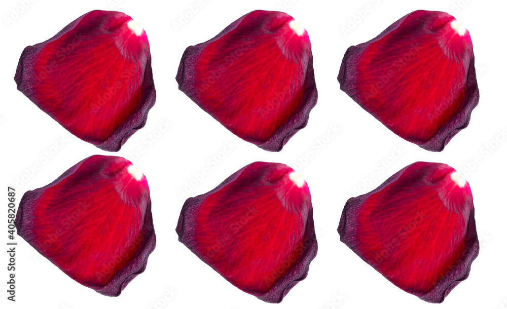 Red rose petals isolated on a white Red rose petals isolated on a white
