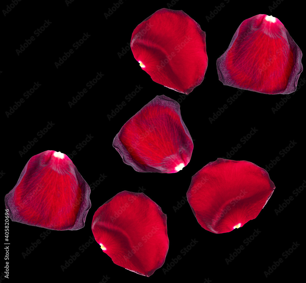 Fototapeta premium Red rose petals isolated on black