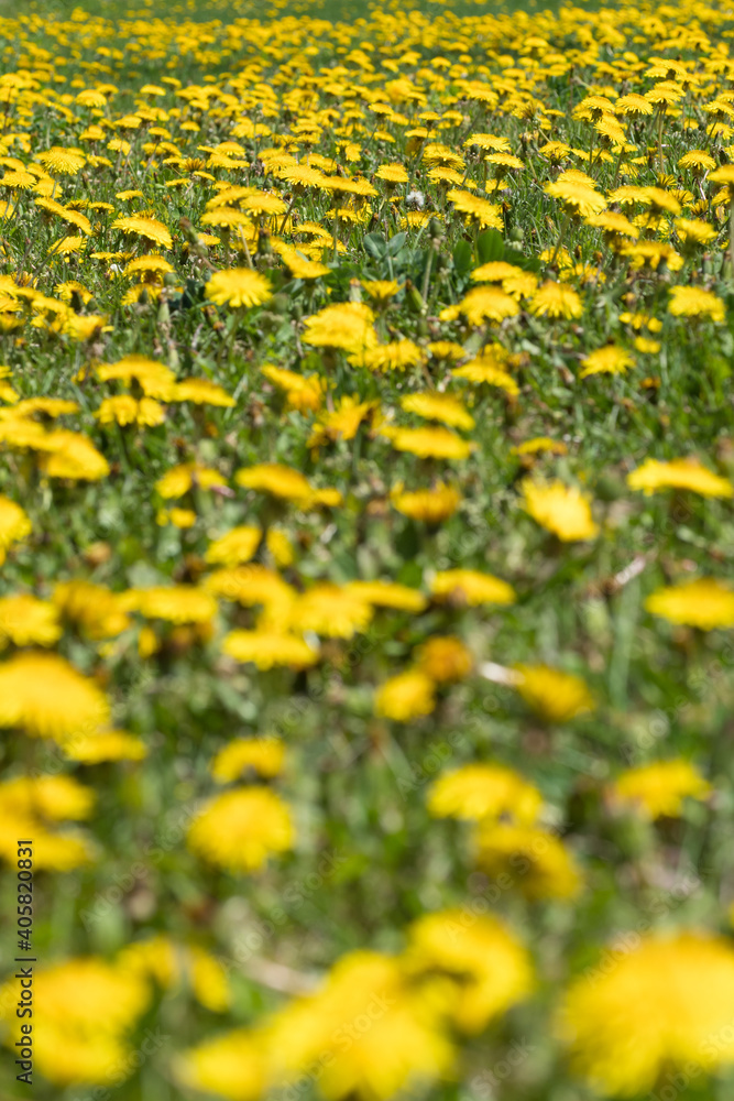 Field of dandelions blooming in springtime Field of dandelions blooming in springtime