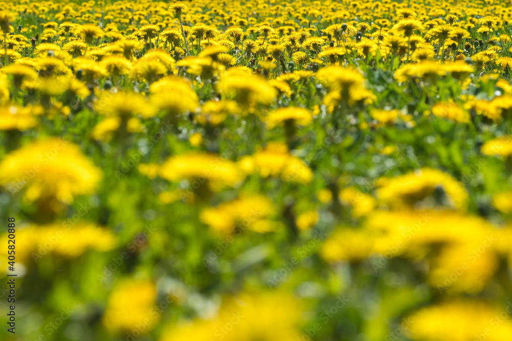 Obraz premium Field of dandelions blooming in springtime