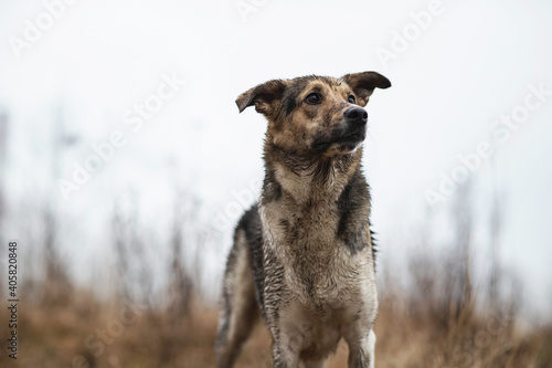 Very dirty and wet mixed breed shepherd dog