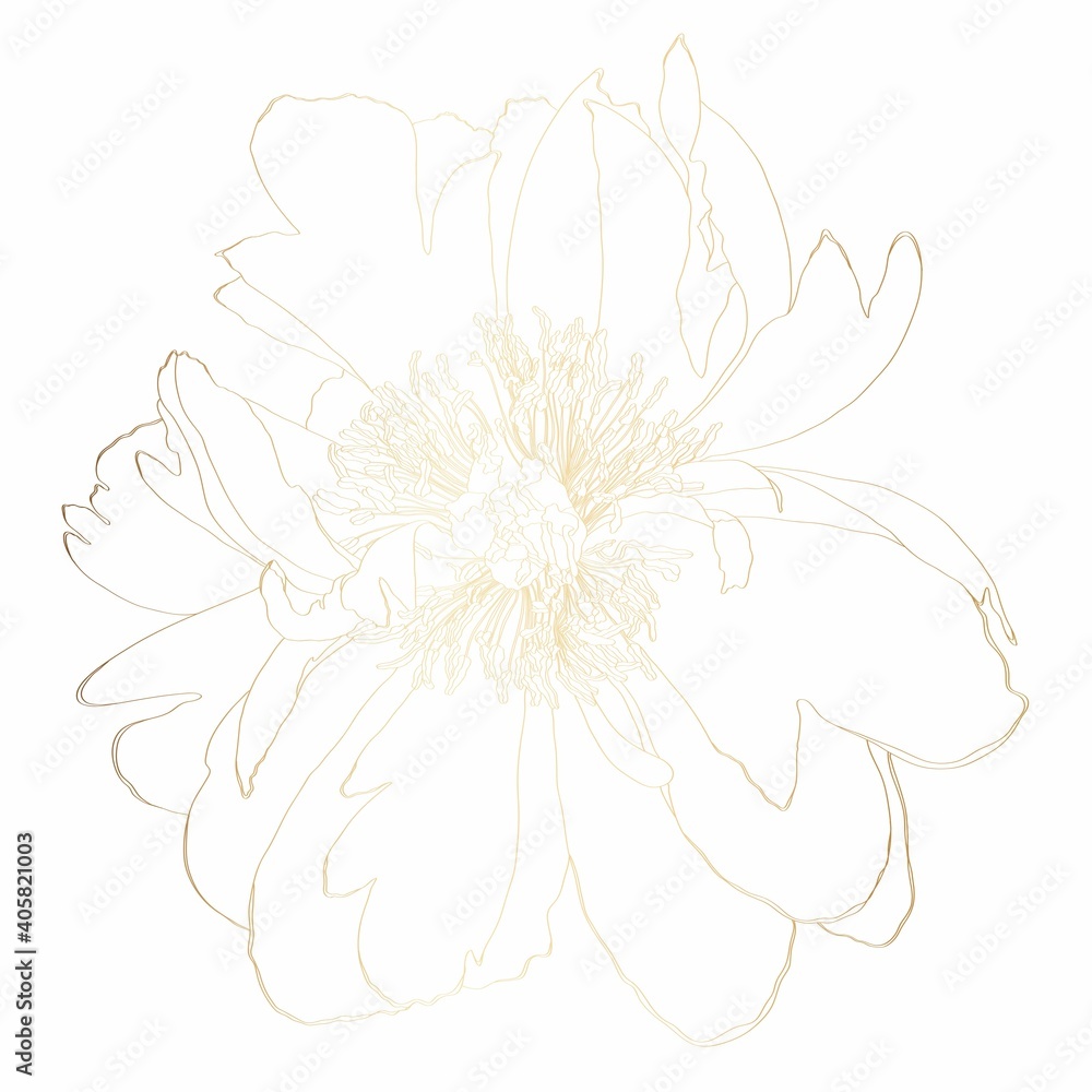 Illustration with golden peony flower isolated on white background. Peony line illustration. Hand drawn.