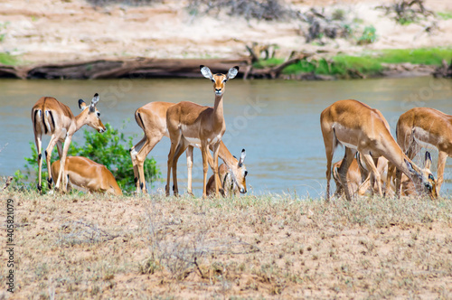 Fototapeta Naklejka Na Ścianę i Meble -  A herd of Impala antelopes seen on the Galana River floodplains