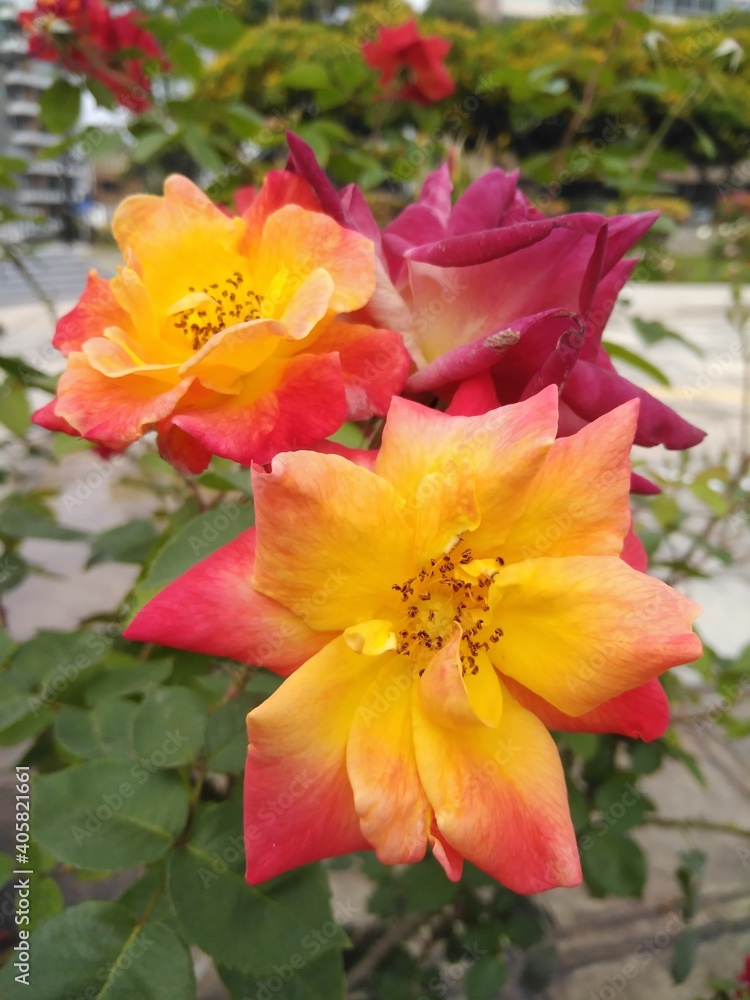 Fototapeta premium red and yellow flower