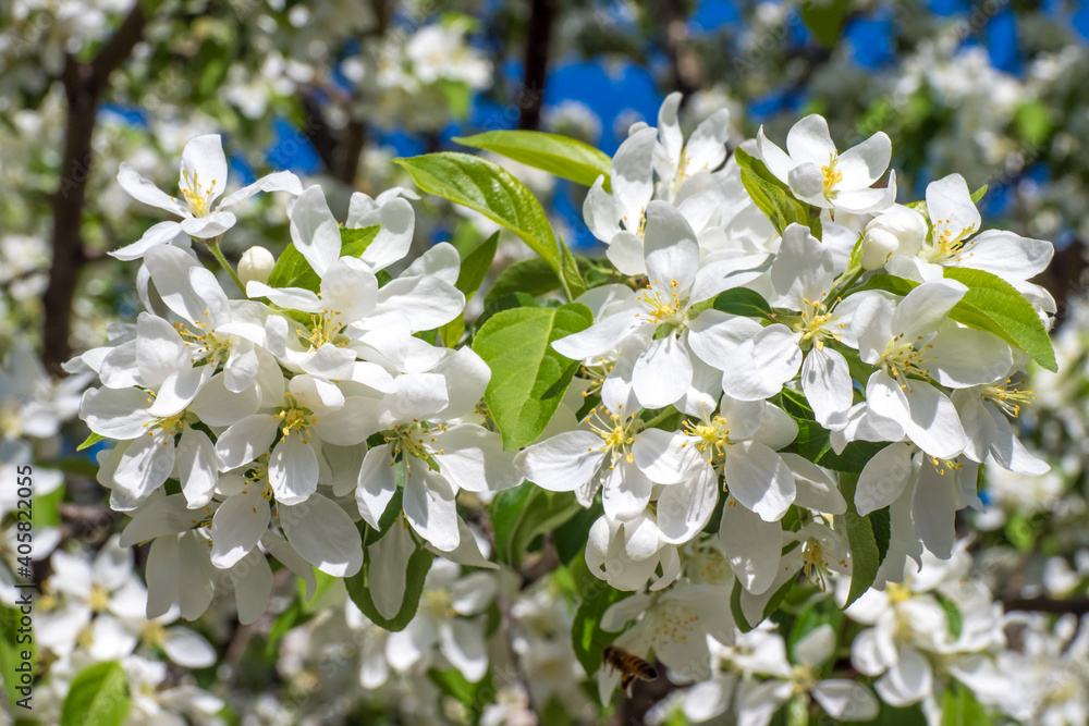 White blooms cover tree in canda White blooms cover tree in canda