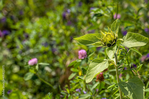 Closeup of a just opening bud of a sunflower against a background of red  flowering clover plants. The photo was taken on an organic field edge in the Netherlands on a sunny summer day.