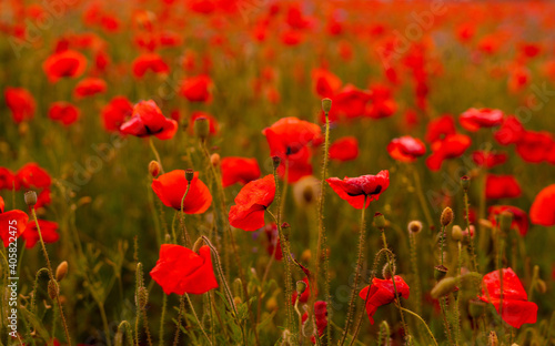 Poppy flowers field at sunset or sunrise © Arsgera