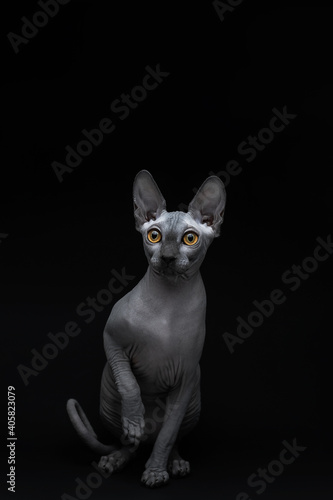 Gray, bald cat with yellow eyes of the Sphynx breed on an isolated black background. Advertising, collage, creativity 