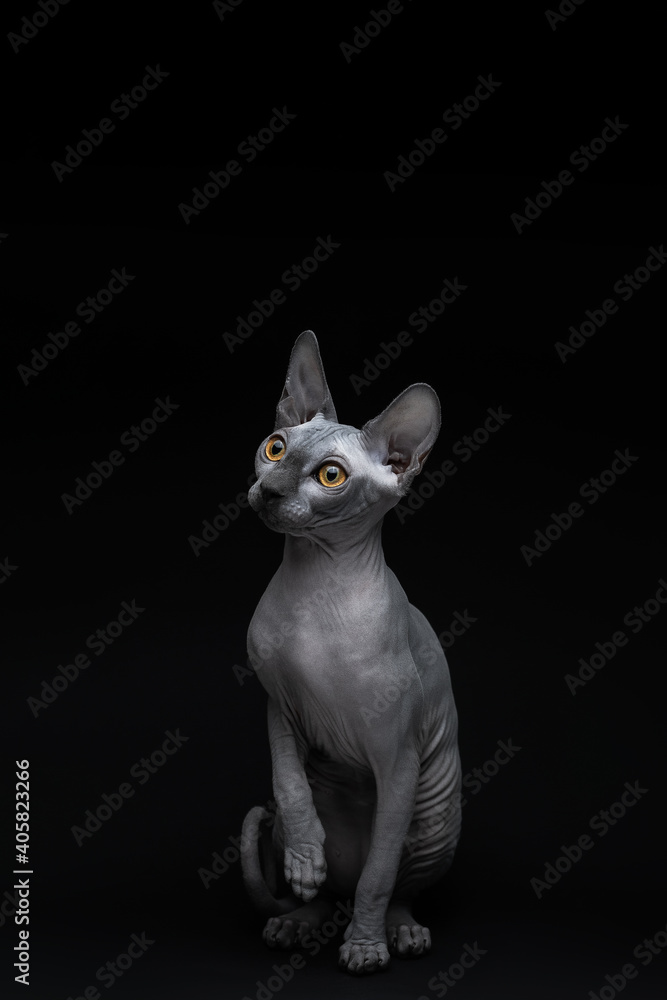 Gray, bald cat with yellow eyes of the Sphynx breed on an isolated black background. Advertising, collage, creativity
