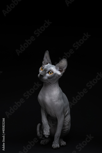 Gray, bald cat with yellow eyes of the Sphynx breed on an isolated black background. Advertising, collage, creativity 