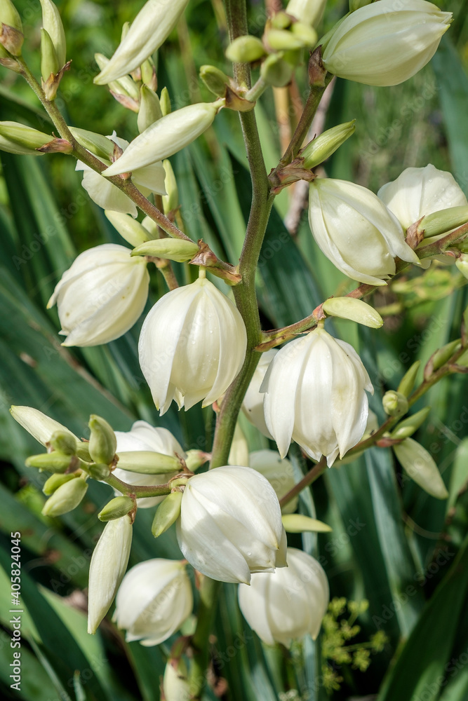 Blüten der YuccaPalme, Yucca elephantipes Stock Photo Adobe Stock