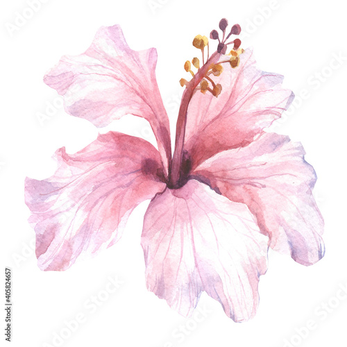 pink hibiscus on white background.watercolor flower