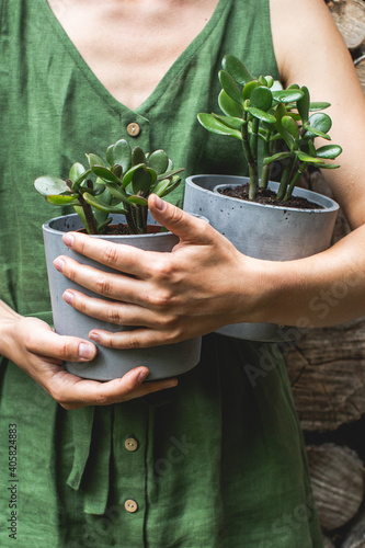  gardeners hands transplanting small citrus plant in plastic pots on wooden table. Concept of home garden. Spring time. Taking care of home plants