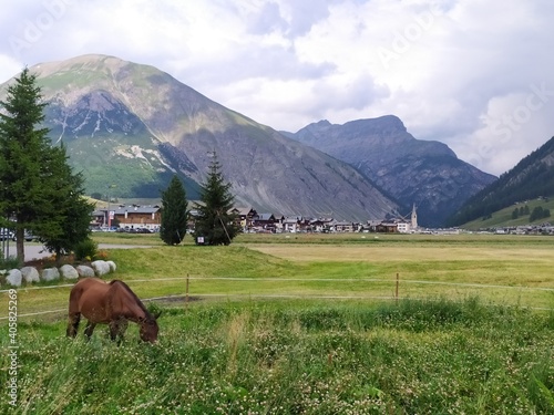 soothing view of horse which eat the grass in Livigno Italy