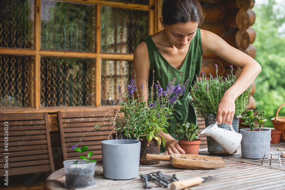 Woman gardeners watering jade plant in plastic pots on wooden table. Concept of home garden. Spring time. Taking care of home plants Woman gardeners watering jade plant in plastic pots on wooden table. Concept of home garden. Spring time. Taking care of home plants