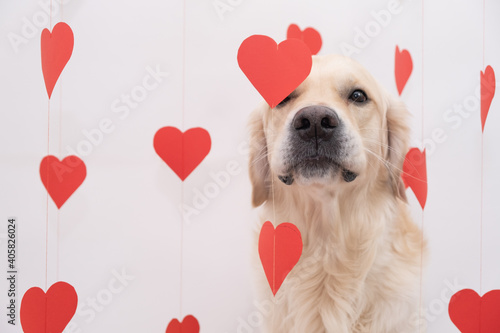 Golden retriever for valentine's day. A beautiful dog sits on a white background with red hearts. photo