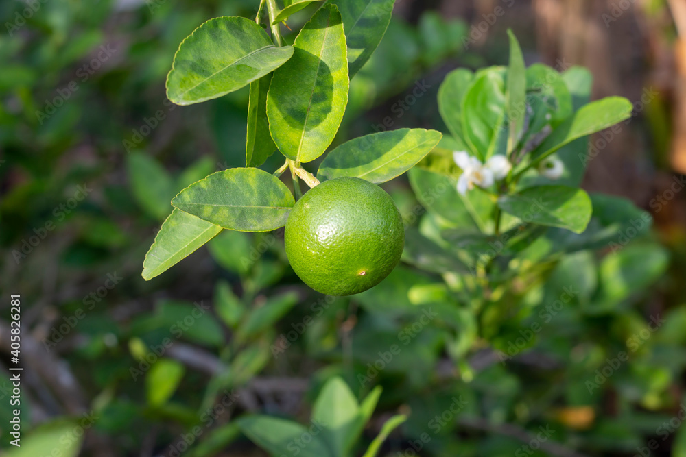 Fresh green lime or lemon with sunlight on blur nature background. Fresh green lime or lemon with sunlight on blur nature background.