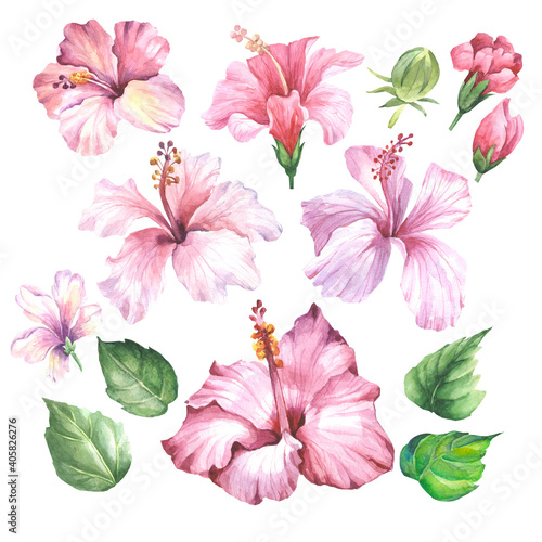 set of pink flowers.watercolor flowers