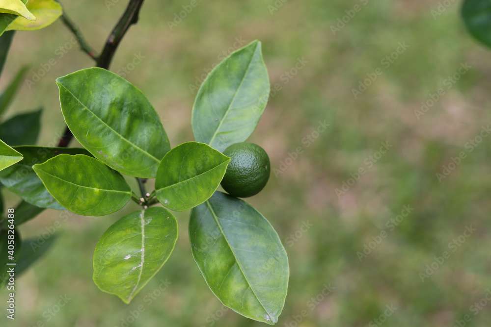 A small orange tree in the garden. A small orange tree in the garden.