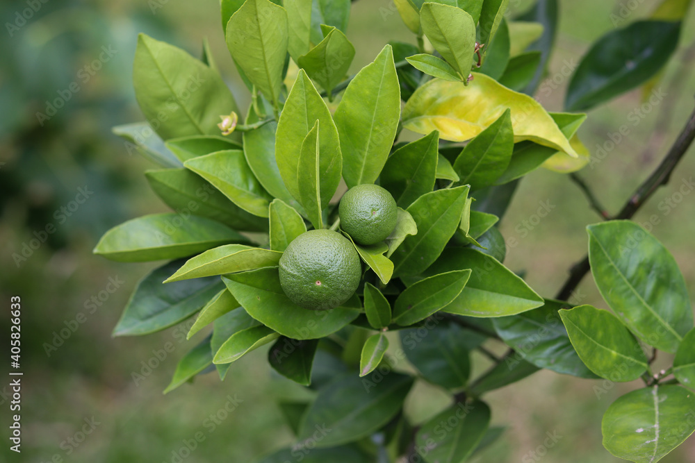 Obraz premium A small orange tree in the garden.