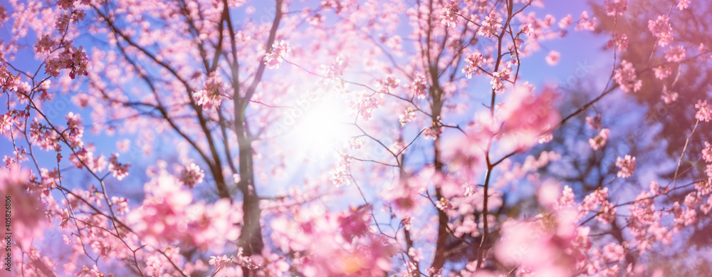 Blurred sakura tree twigs on blue background. Blurred sakura tree twigs on blue background.