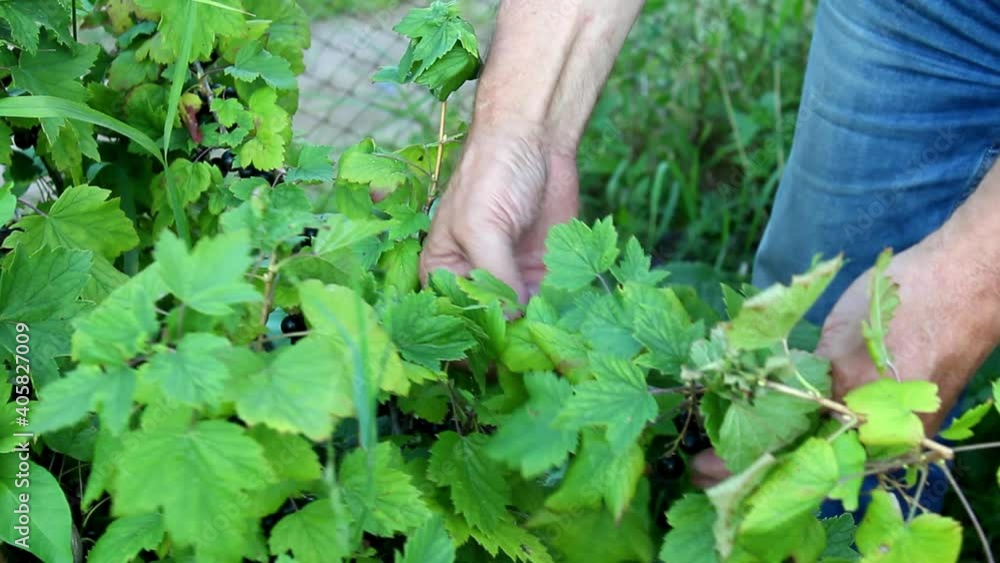 A man picks black currant berries in the garden. Harvesting. Close-up. Background. A man picks black currant berries in the garden. Harvesting. Close-up. Background.