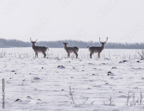 Group of wild deer (dama dama) in winter landscape, on the field outside the forest