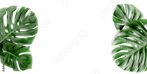 Banner of green tropical palm leaves Monstera on white background. Flat lay  top view.