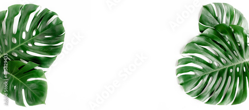 Banner of green tropical palm leaves Monstera on white background. Flat lay  top view.