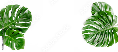 Banner of green tropical palm leaves Monstera on white background. Flat lay  top view.