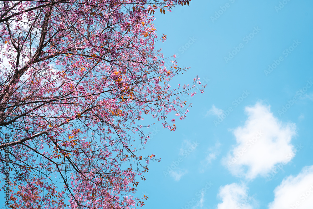Pink flowers in the forest against a bright sky Pink flowers in the forest against a bright sky