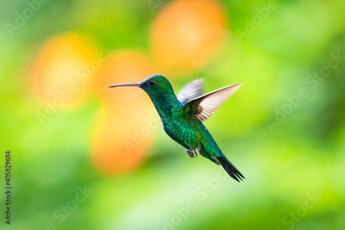 A male Blue-chinned Sapphire hummingbird hovering with a green and orange bokeh background.  © Chelsea Sampson