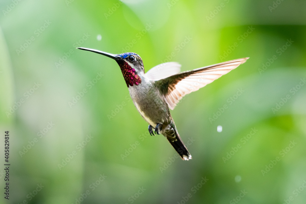 Fototapeta premium A male Long-billed Starthroat hovering with a green background and drops of rain. Wildlife in nature. Bird in wild. 