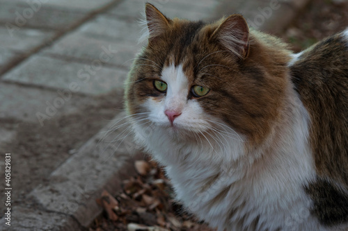 Sad beautiful street cat