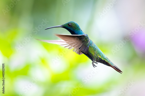 A male Black-throated Mango hummingbird hovering in the air with a foliage blurred in the background. Wildlife in nature. Bird in wild. 