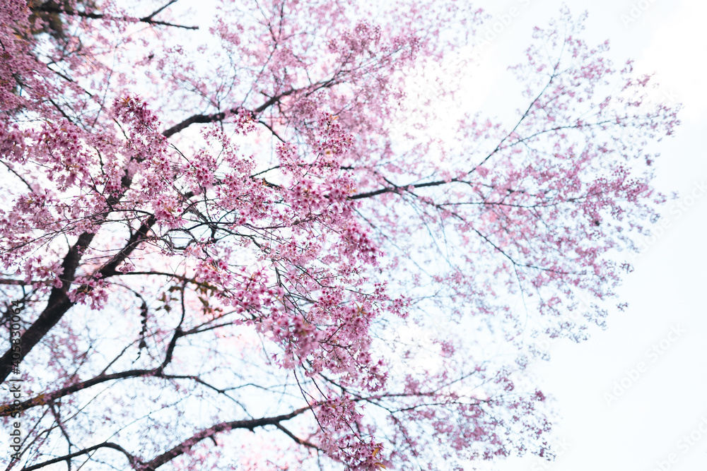 Pink flowers in the forest against a bright sky Pink flowers in the forest against a bright sky